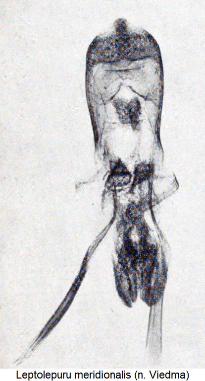 leptolepuru_meridionalis.jpg
