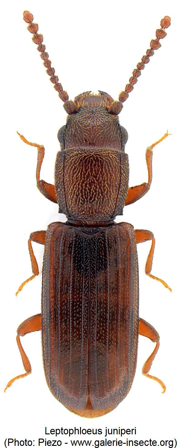 leptophloeus_juniperi_hab.jpg