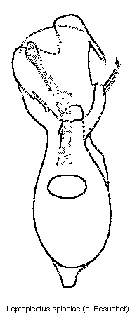 leptoplectus_spinolae.gif