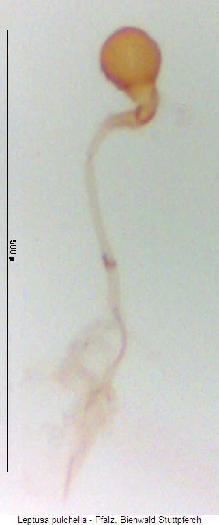 leptusa_pulchella_sperm.jpg