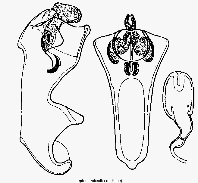 leptusa_ruficollis.gif