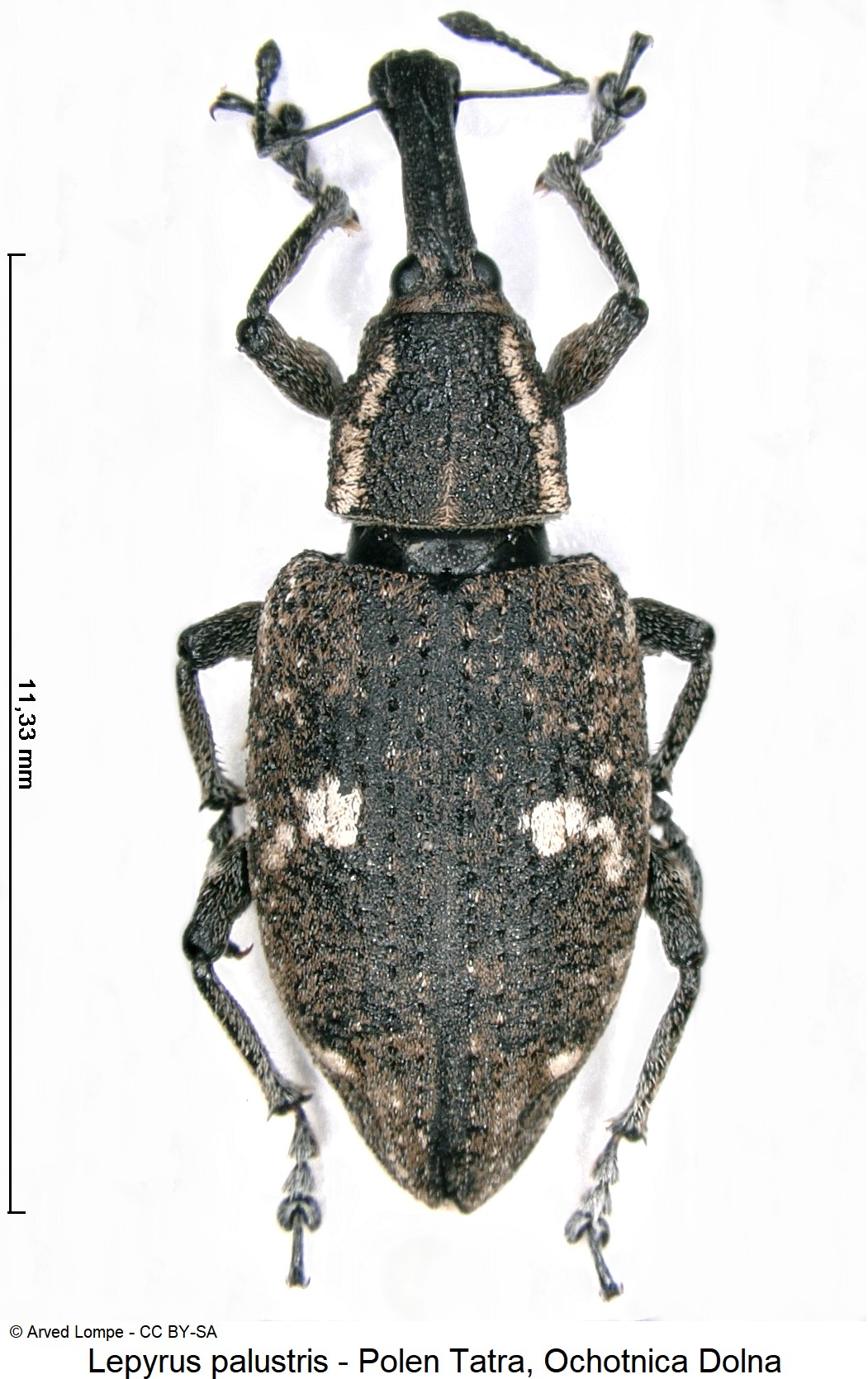 lepyrus_palustris_ck32746841_hab.jpg