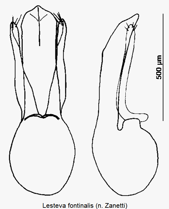 lesteva_fontinalis.gif
