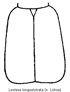 lesteva_longoelytrata_fld.gif