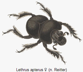 lethrus_apterus_hab.gif