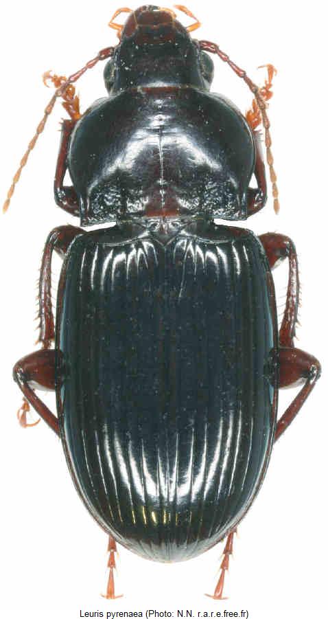 leuris_pyrenaea_hab.jpg