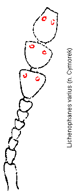 lichenophanes_varius_f.gif