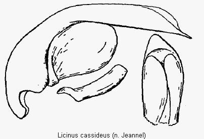 licinus_cassideus.gif