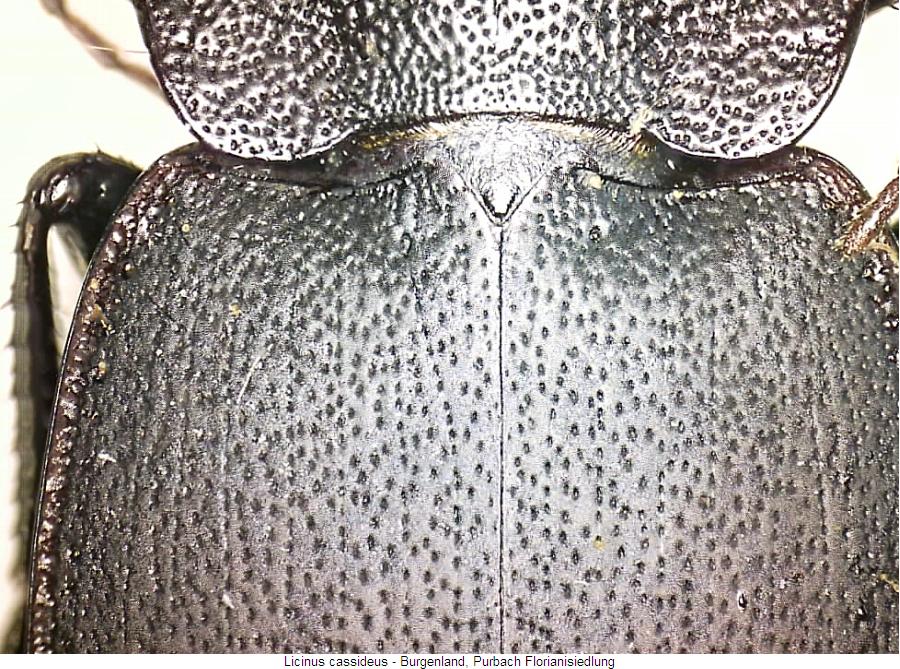 licinus_cassideus_fld.jpg