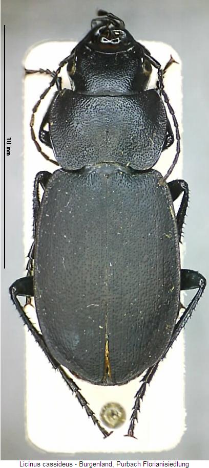 licinus_cassideus_hab.jpg
