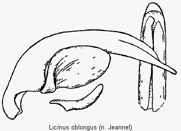 licinus_oblongus.gif