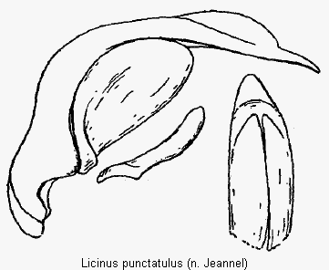 licinus_punctatulus.gif