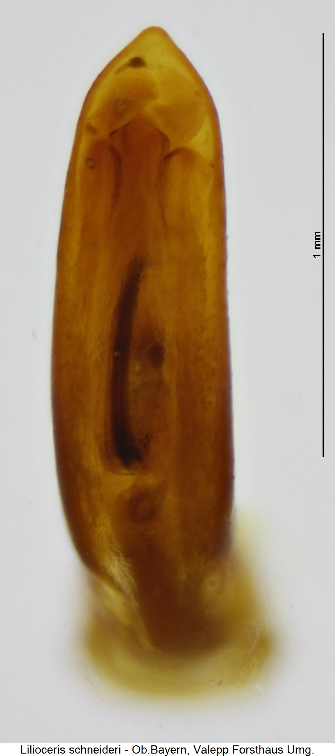 lilioceris_schneideri.jpg