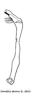 limnebius_atomus.gif