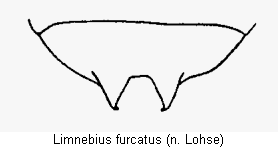 limnebius_furcatus_as.gif