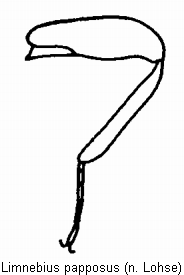 limnebius_papposus_hb.gif
