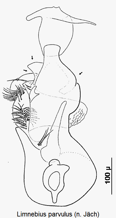 limnebius_parvulus.gif