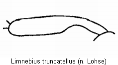 limnebius_truncatellus_hschn.gif