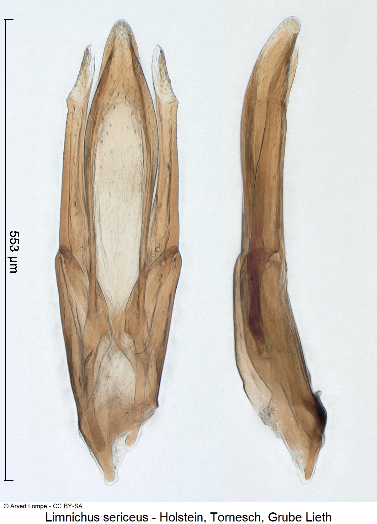 limnichus_sericeus_ck7717.jpg
