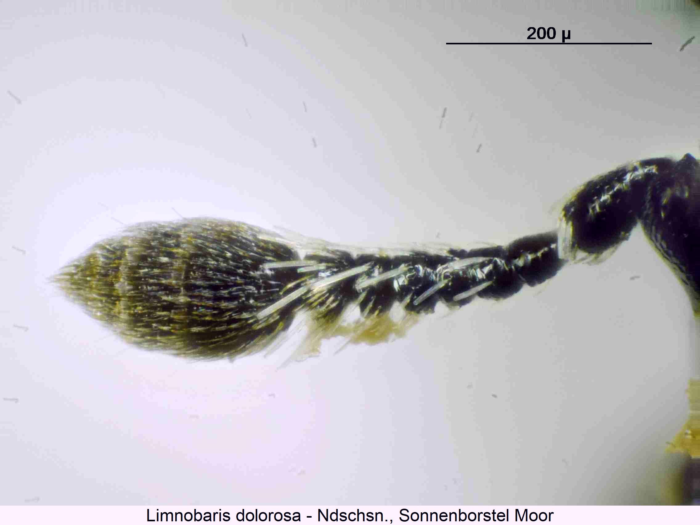 limnobaris_dolorosa_f.jpg