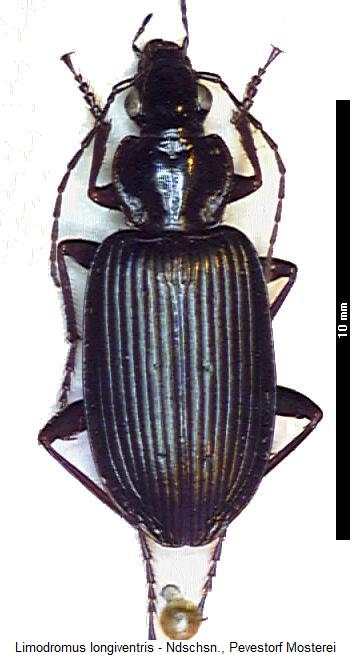 limodromus_longiventris_hab.jpg