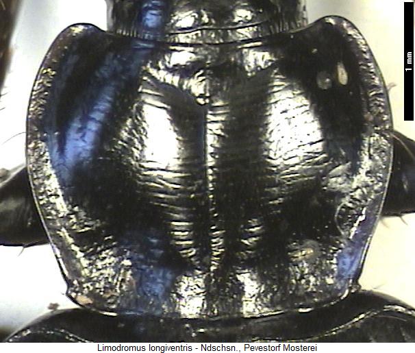 limodromus_longiventris_hsch.jpg