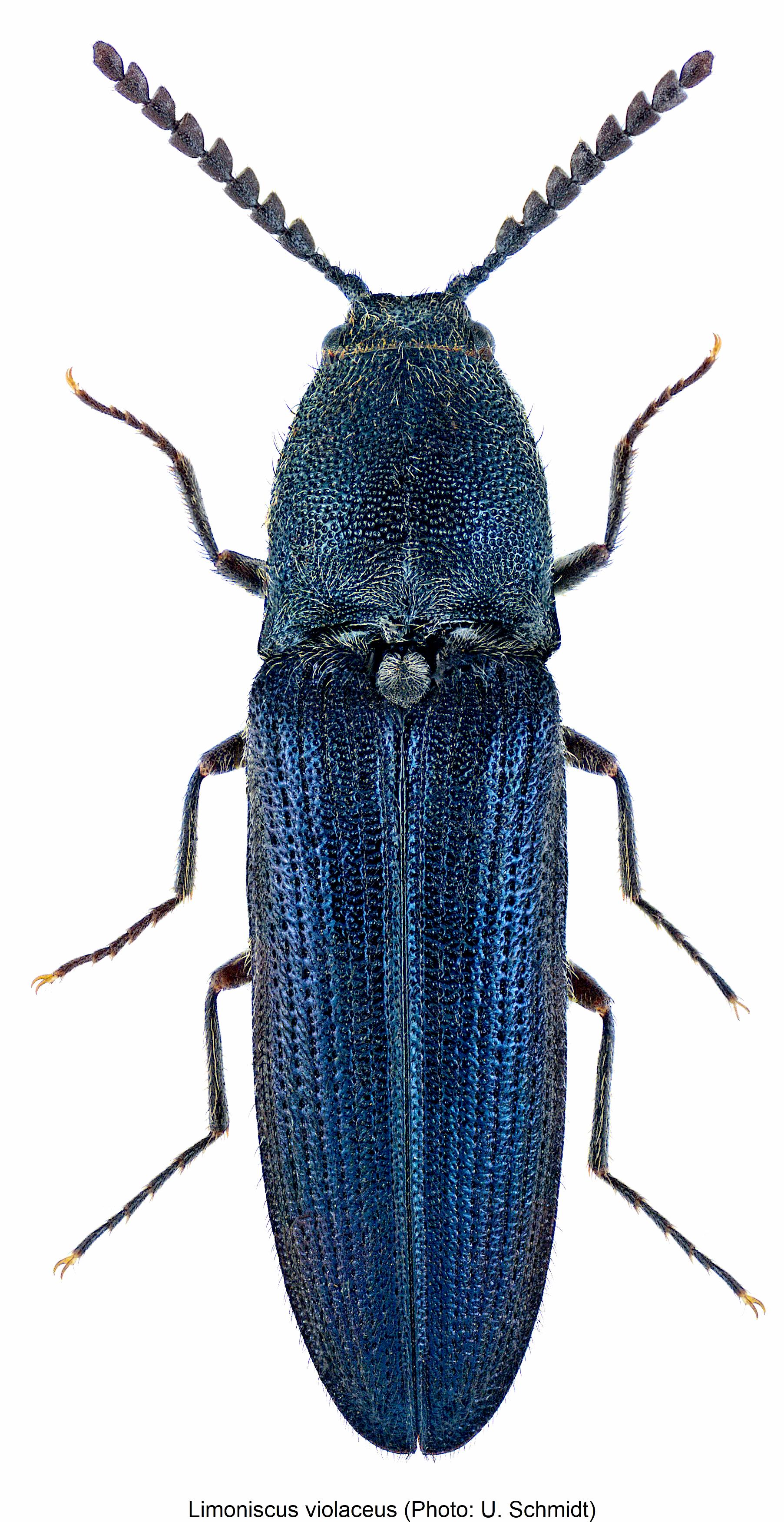 limoniscus_violaceus_hab.jpg
