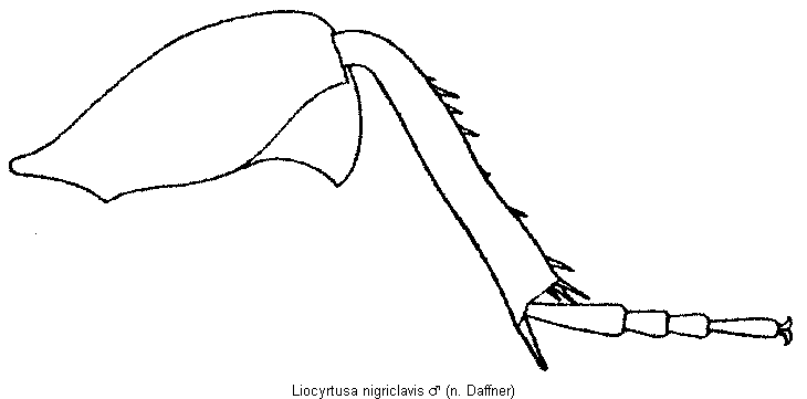 liocyrtusa_nigriclavis_hschl.gif