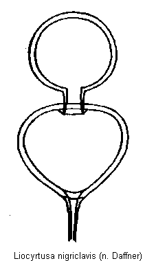 liocyrtusa_nigriclavis_sperm.gif