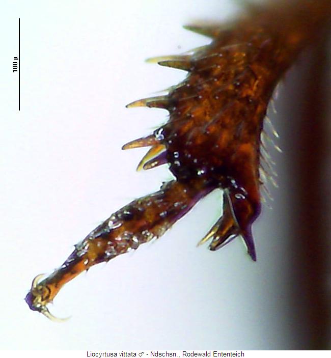 liocyrtusa_vittata_mschn_m.jpg
