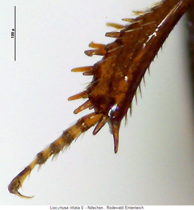 liocyrtusa_vittata_mschn_w.jpg