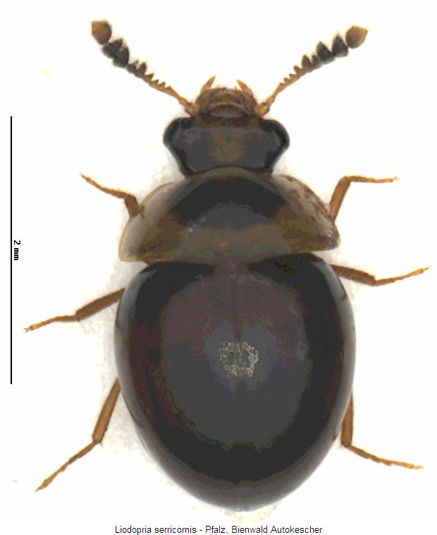 liodopria_serricornis_hab.jpg