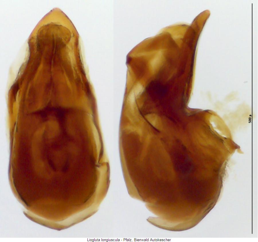 liogluta_longiuscula.jpg