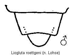 liogluta_roettgeni_tergit.gif