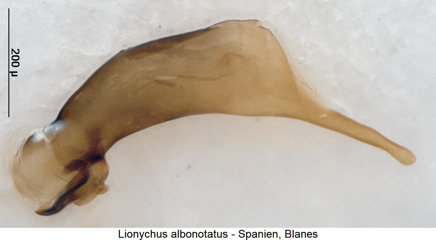lionychus_albonotatus.jpg