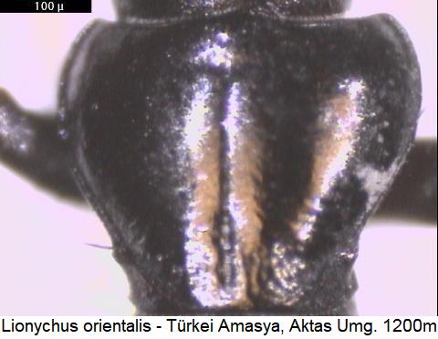 lionychus_orientalis_hsch.jpg