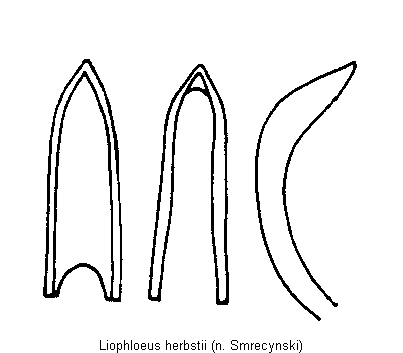 liophloeus_herbstii.gif