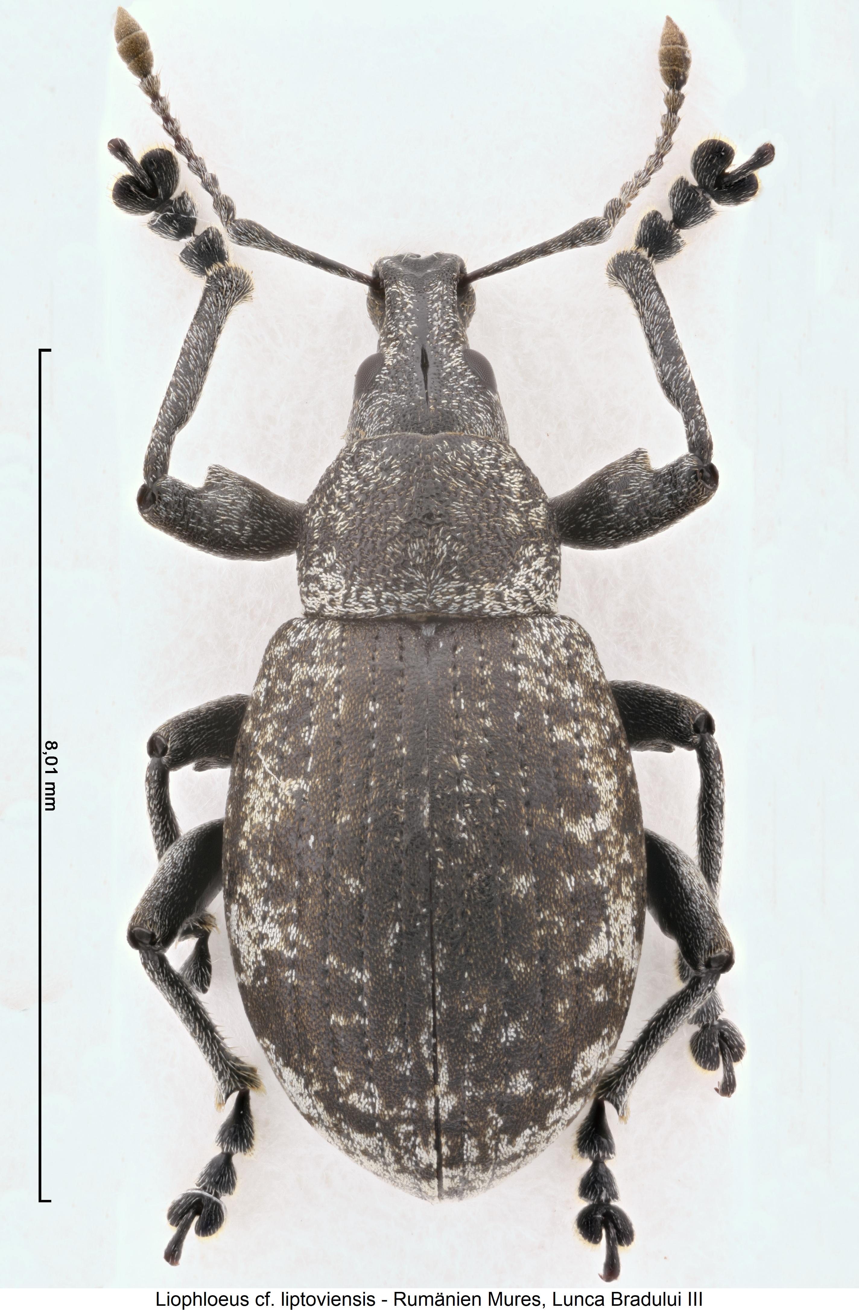 liophloeus_liptoviensis_hab.jpg