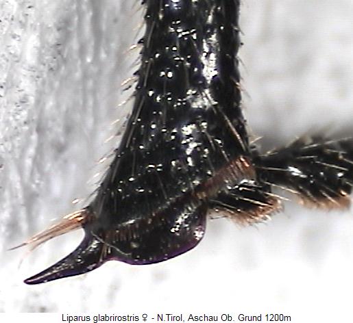 liparus_glabrirostris_hschn.jpg
