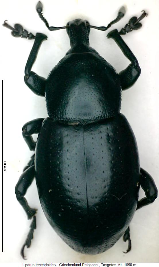 liparus_tenebrioides_hab.jpg