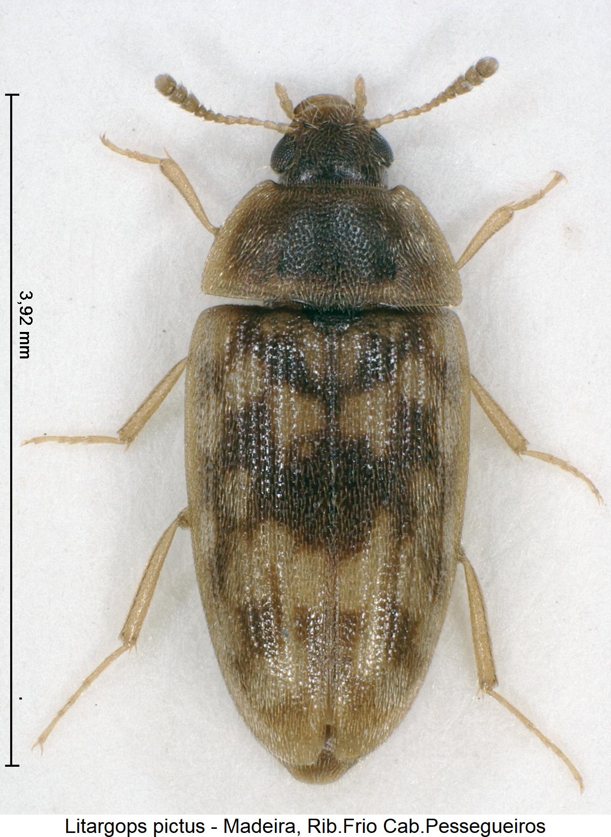 litargops_pictus_hab.jpg