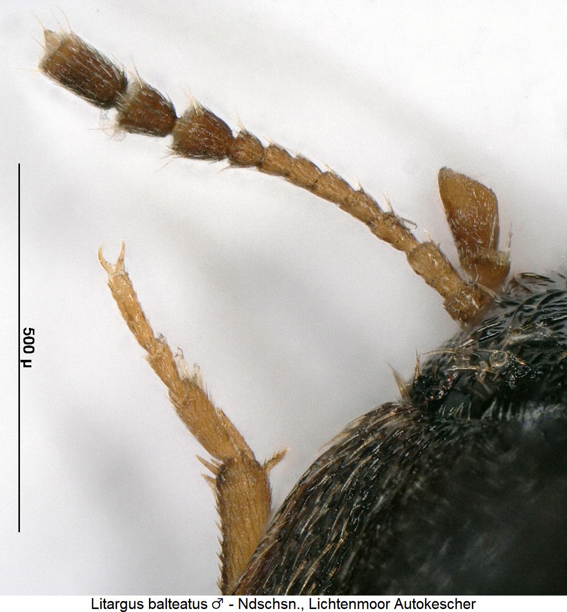 litargus_balteatus_m_f.jpg