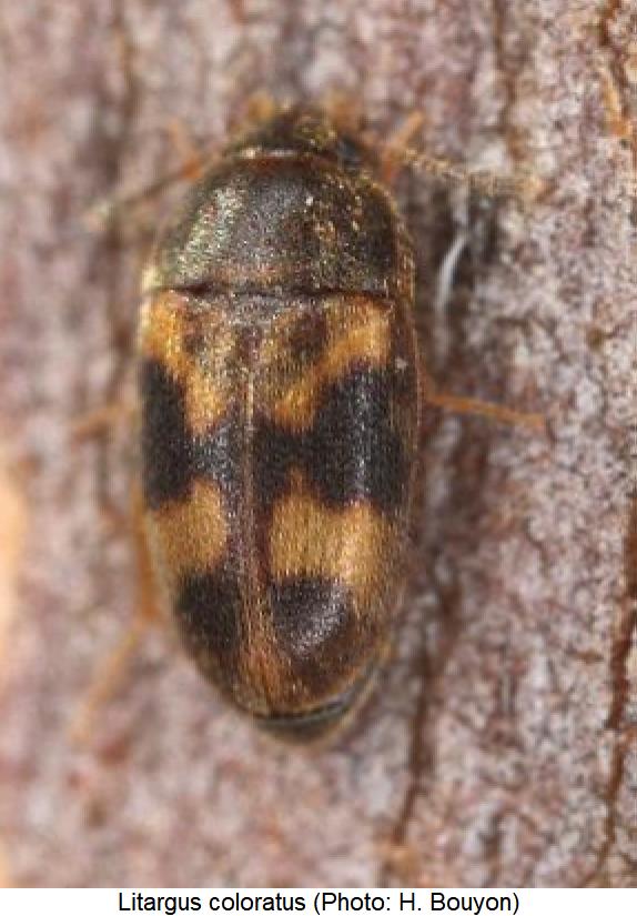 litargus_coloratus_live.jpg