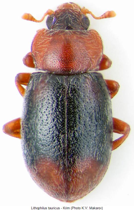 lithophilus_tauricus_hab.jpg