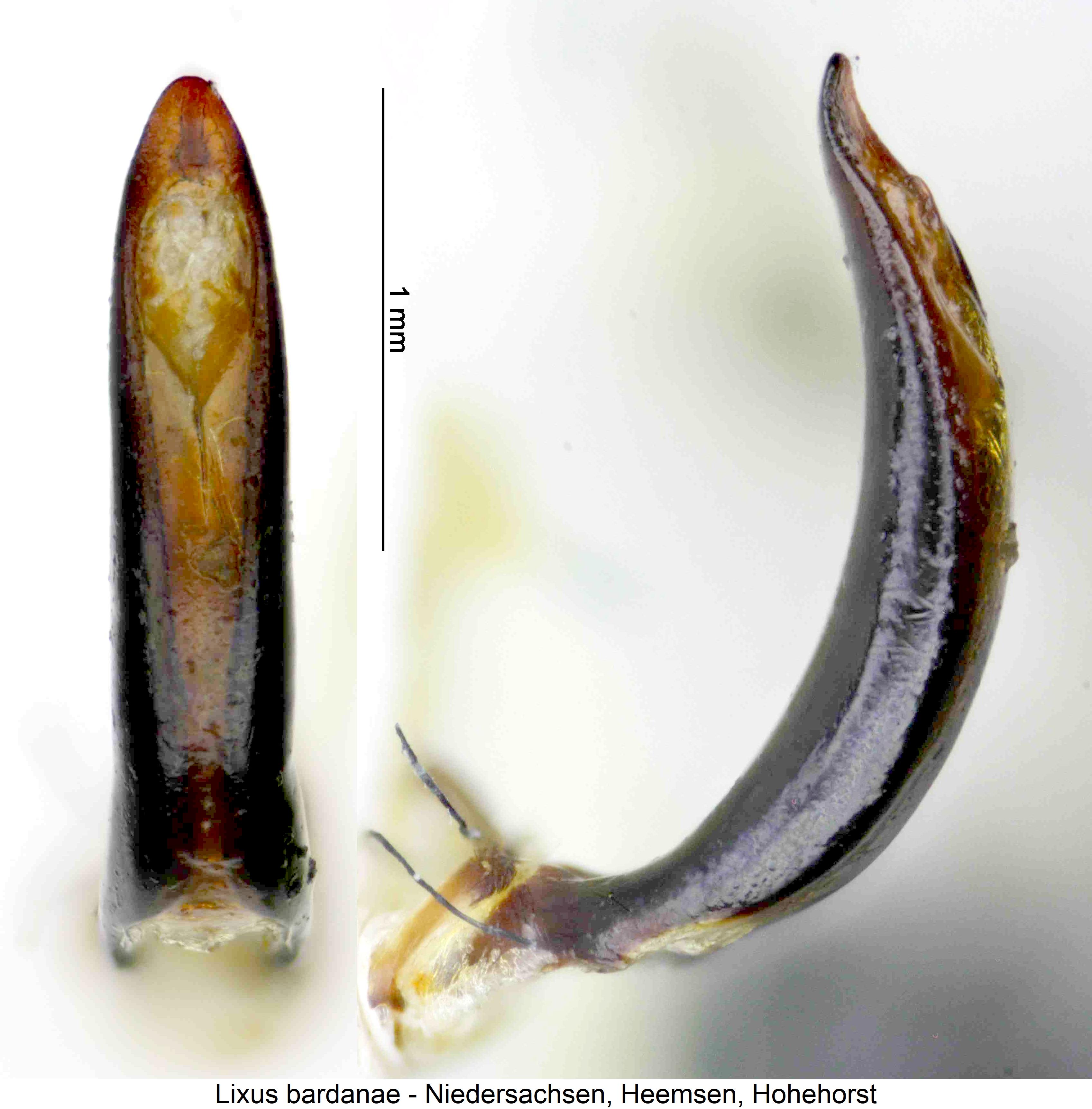 lixus_bardanae.jpg