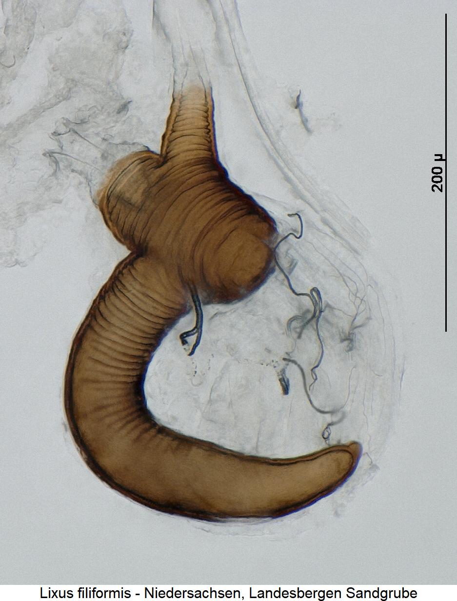 lixus_filiformis_sperm.jpg