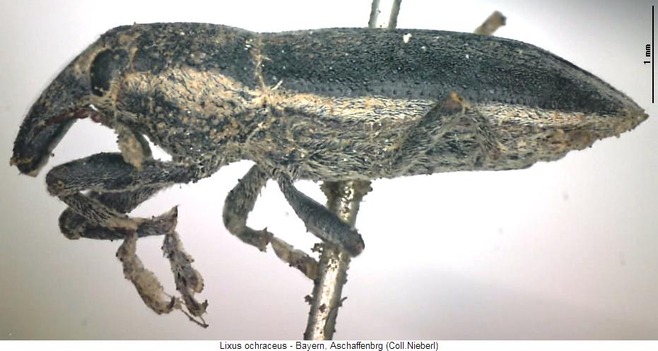 lixus_ochraceus_sa.jpg