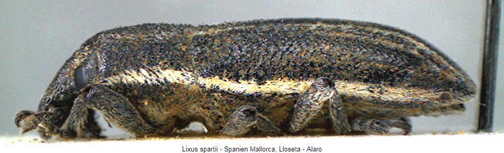 lixus_spartii_sa.jpg