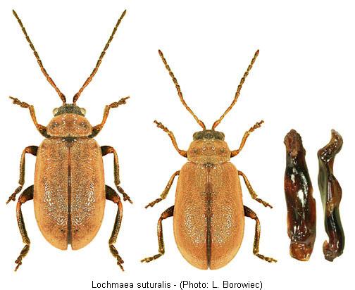 lochmaea_suturalis.jpg