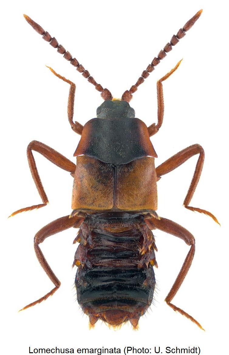 lomechusa_emarginata_hab.jpg